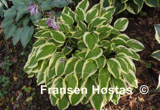 Hosta Bob Olson